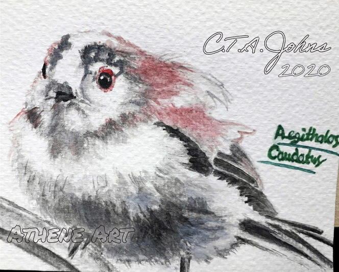 Long Tailed Tit | Watercolour