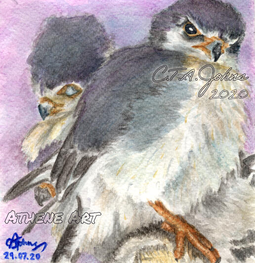Pygmy Falcons | Watercolour