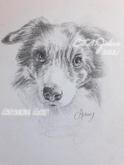 Border Collie | Graphite Pencil