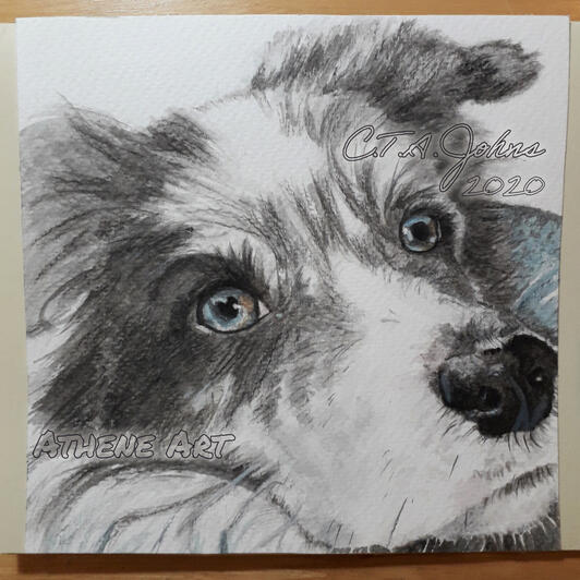 Border Collie | Watercolour
