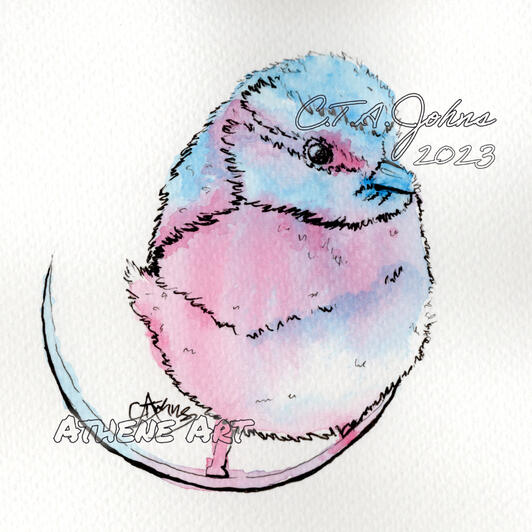 Blue and Pink Blue Tit