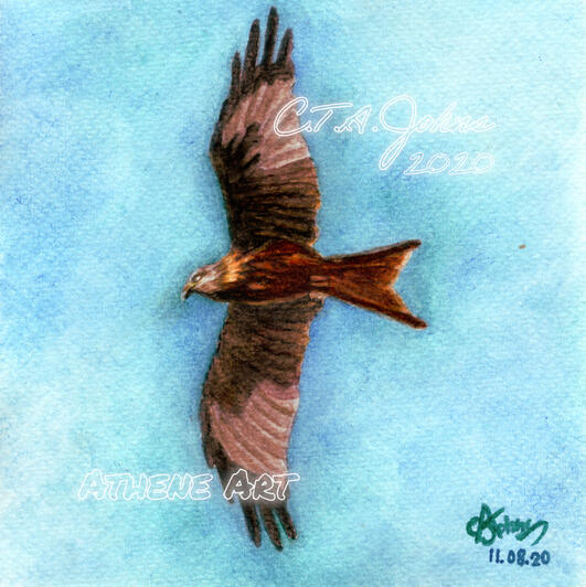 Red Kite | Watercolour