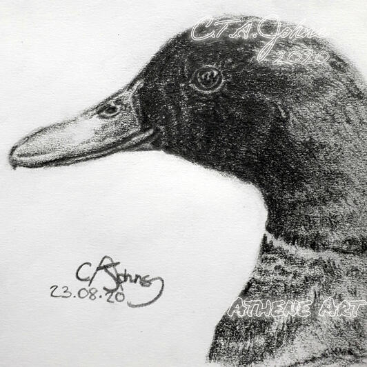 Mallard | Graphite Pencil