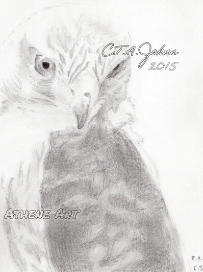 Falcon | Graphite Pencil