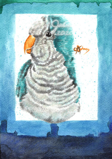 Parrot | Watercolour