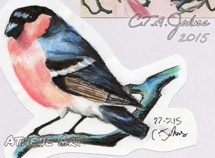 Bullfinch