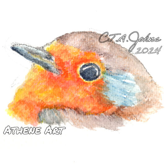 Robin Watercolour