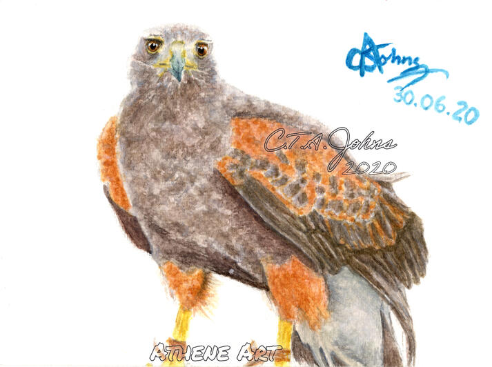 Harris Hawk | Watercolour