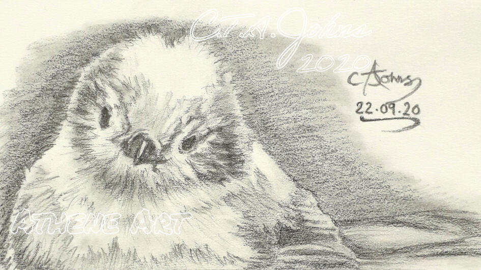 Long Tailed Tit | Graphite Pencil